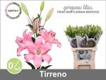 Lilie LA TIRRENO, rosa - 1 Stiel